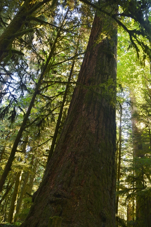 tall tree
